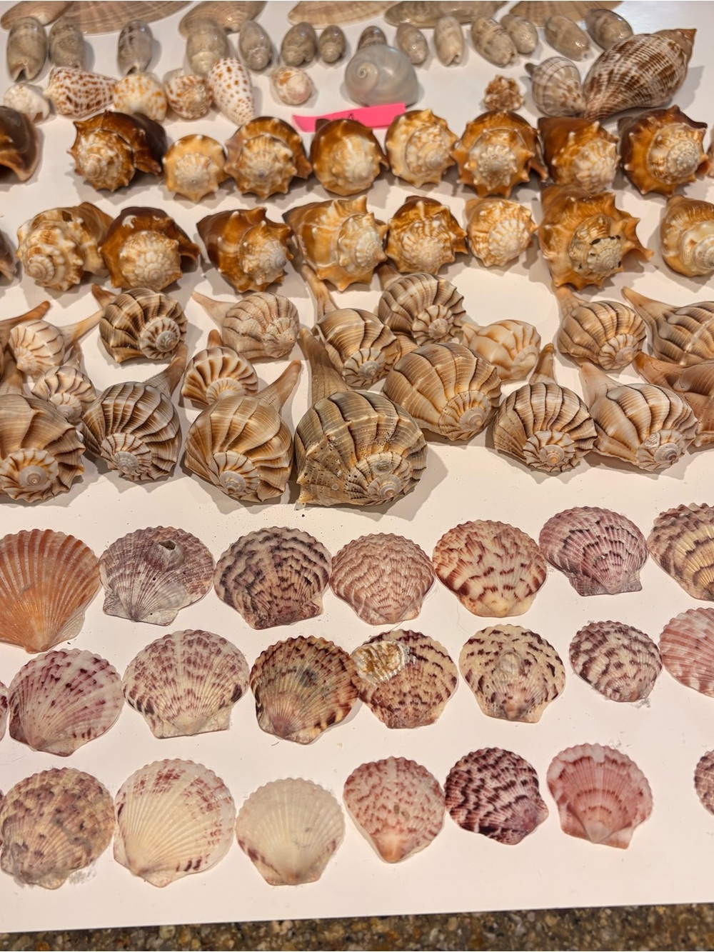 Mixed lot of 100 Sanibel Island shells